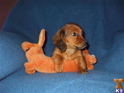 Puppies in OK